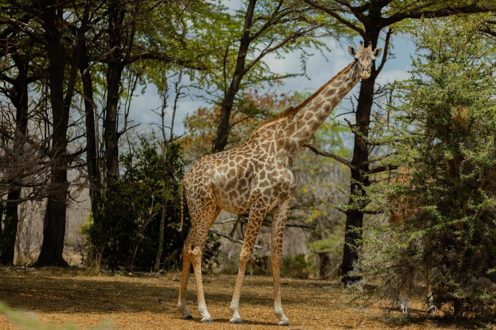 Selous River Camp Kwangwazi ภายนอก รูปภาพ